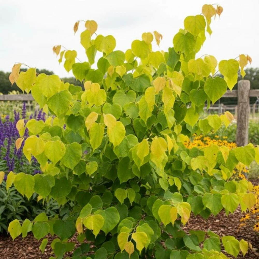 Cercis du canada hearts of gold pot de 15l - baliveau