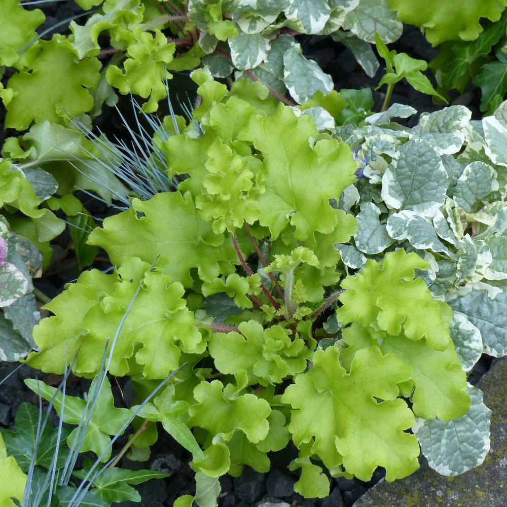 Heuchère 'lime marmalade'® pot de 2l/3l