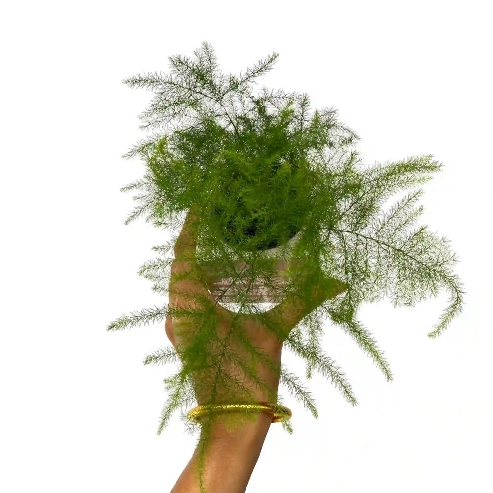 Asparagus plumosus (setaceus) - pot de 6cm - plantes d'intérieur