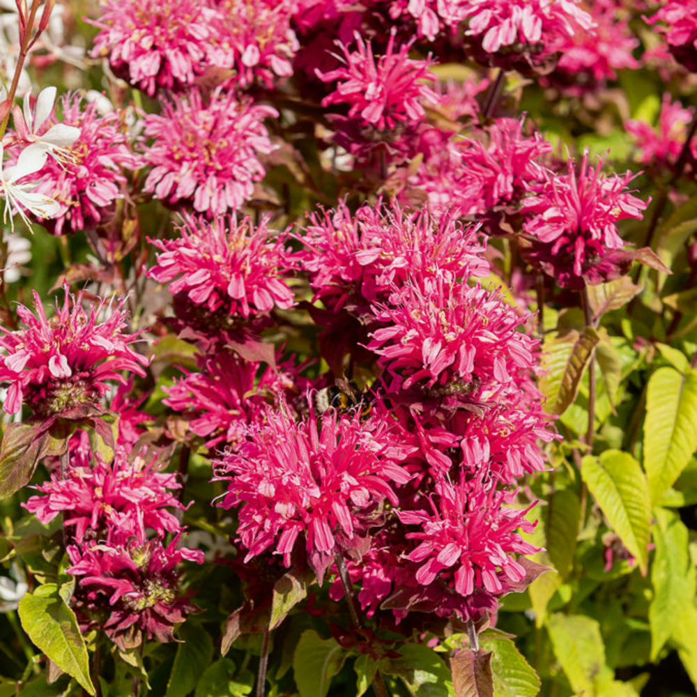 Monarde pink lace - le pot / ø 9cm