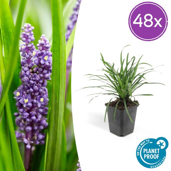 Lot de 48 - liriope muscari 'big bleu' - h10-25 cm