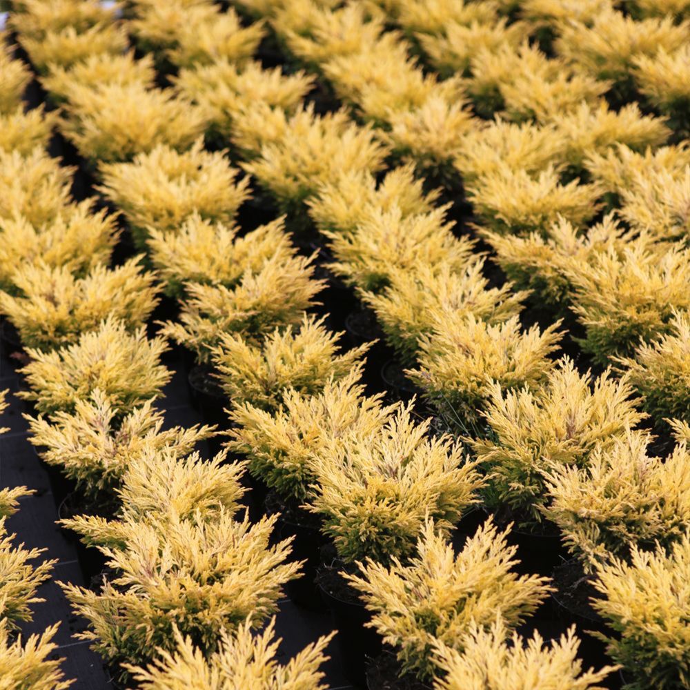 Genévrier horizontal 'limeglow' pot de 7,5l/10l