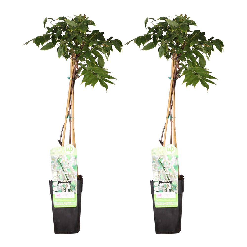 Lot de 2 - wisteria floribunda 'longissima alba' - h65 cm - ø15 cm - plante d'extérieur