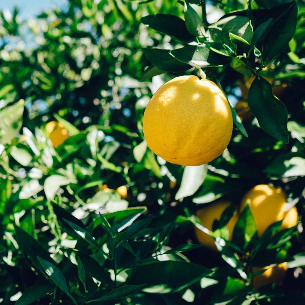 Citronnier 4 saisons, citrus pot de 5l - 40/60 cm