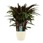Plante d'ombrage aux feuilles rouge-vert - calathea rufibarba - pot de 17cm - environ 65-70cm de haut - Crème de jardinière
