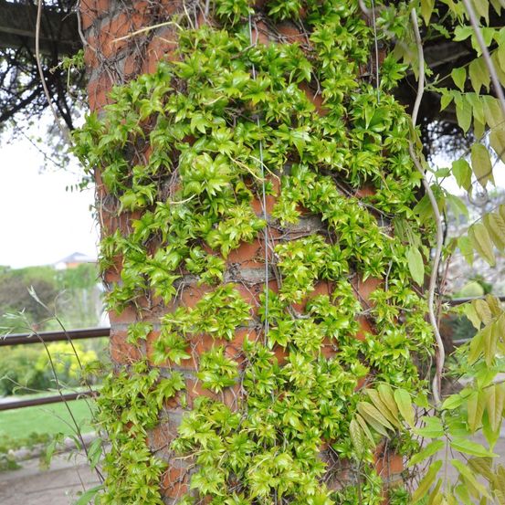 Vigne vierge japonaise 'lowii' pot de 2l/3l