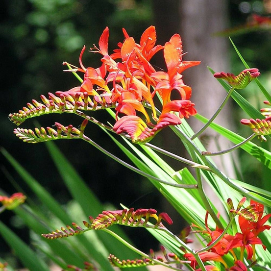 Bulbe de crocosmia lucifer sachet de 10 bulbes