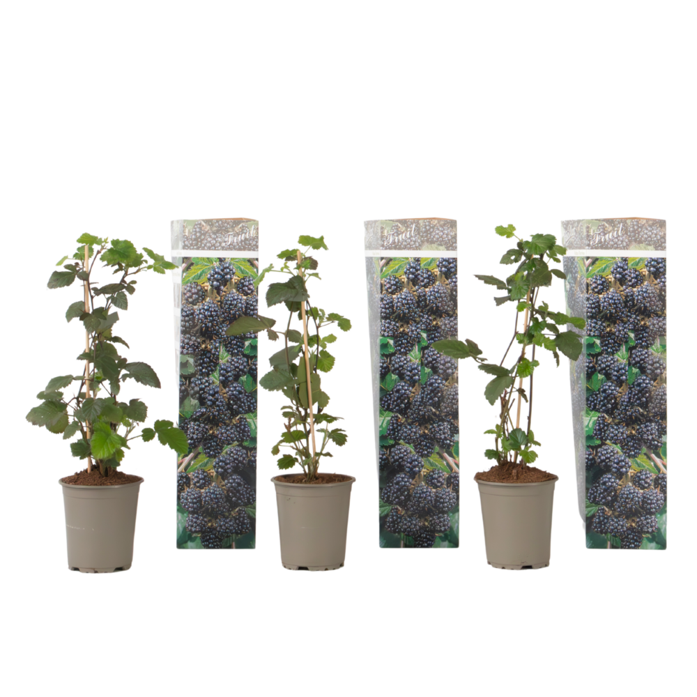Plante de mûre - lot de 3 - rubus thornless - hauteur 25-40cm - ⌀9cm