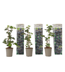 Plante de mûre - lot de 3 - rubus thornless - hauteur 25-40cm - ⌀9cm