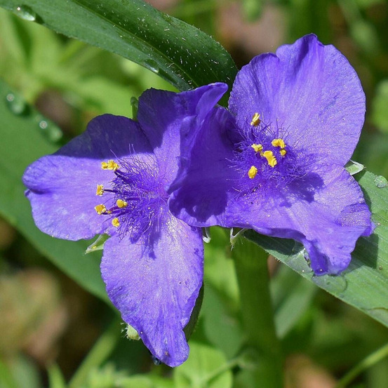 Éphémère de virginie zwanenburg blue lot de 5 godets
