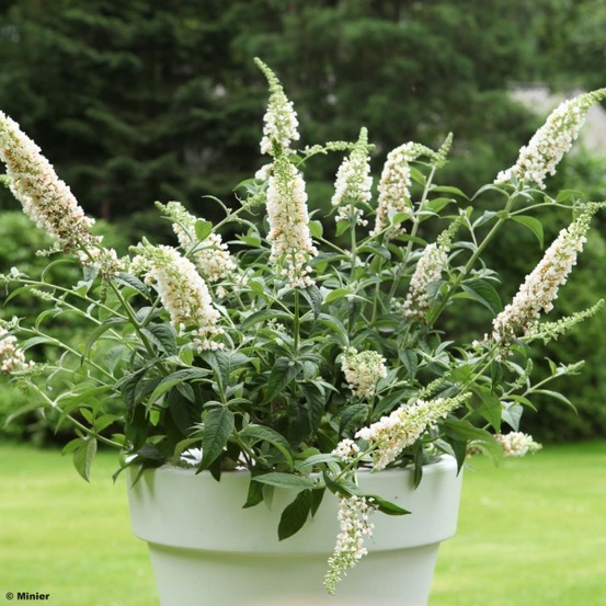 Arbre aux papillons 'white chip' pot de 2l/3l