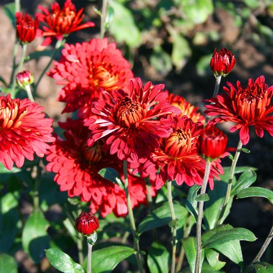 Chrysanthème des jardins 'rehauge' pot de 2l/3l