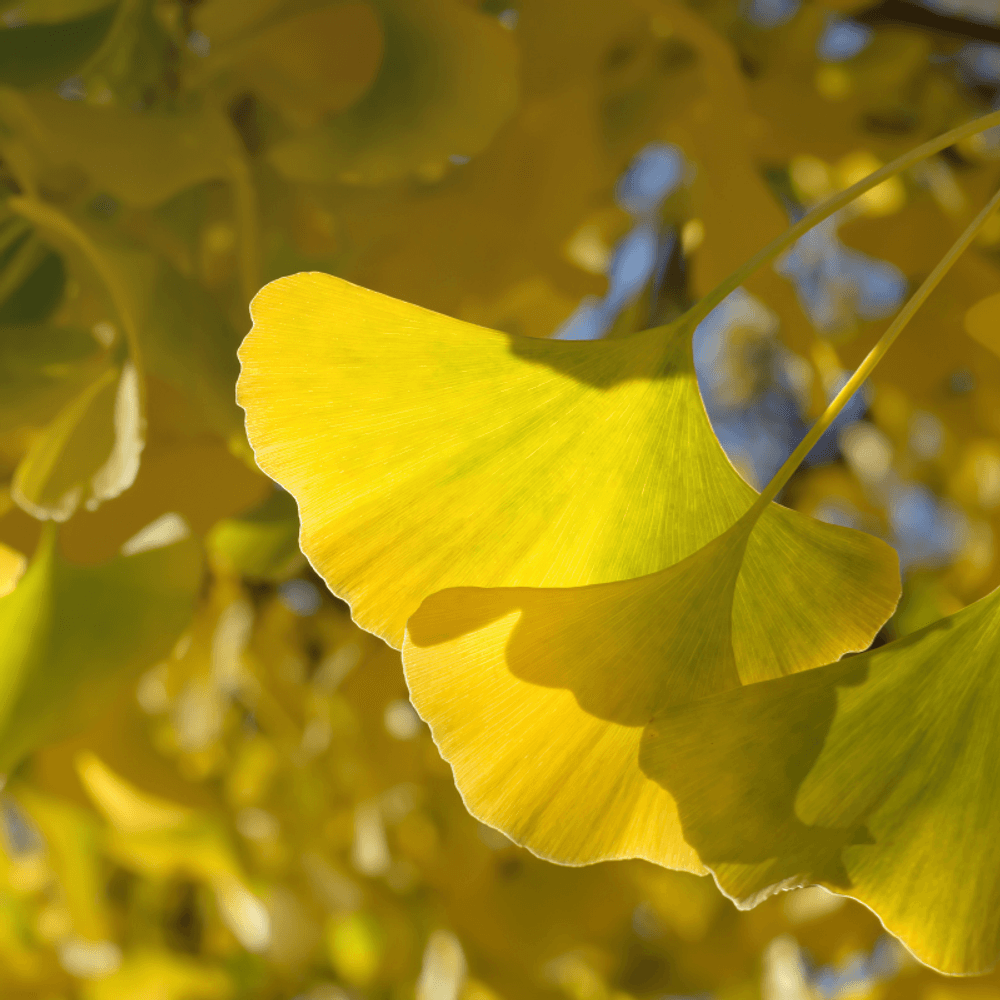 Arbre aux quarante écus - ginkgo biloba 50/60 cm pot 2,5l