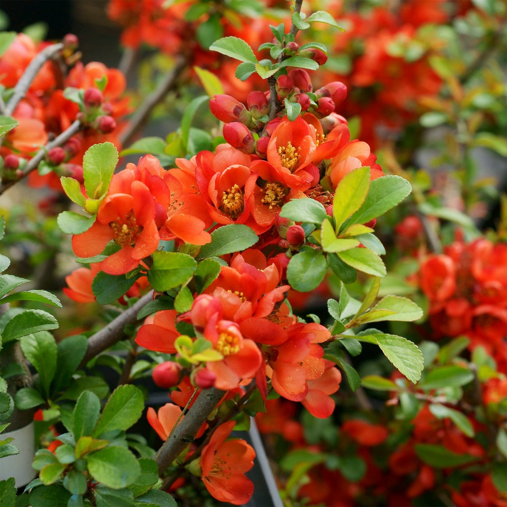 Cognassier du japon sargentii - le pot / 1,5l / hauteur livrée 25-30cm, vendu par lot de 4