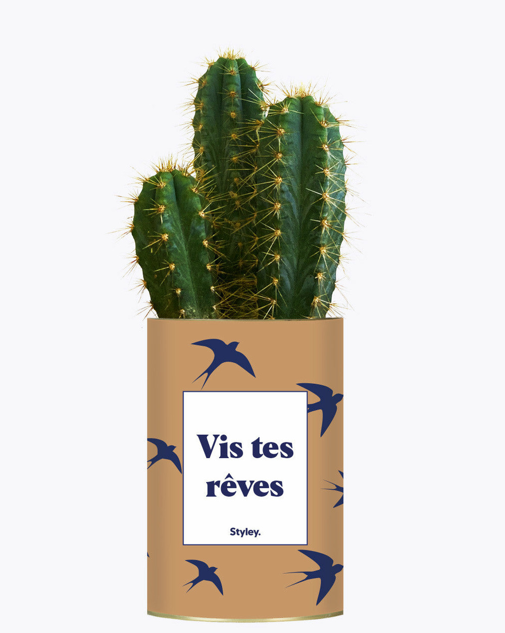 Plante drôle - vis tes rêves - cactus