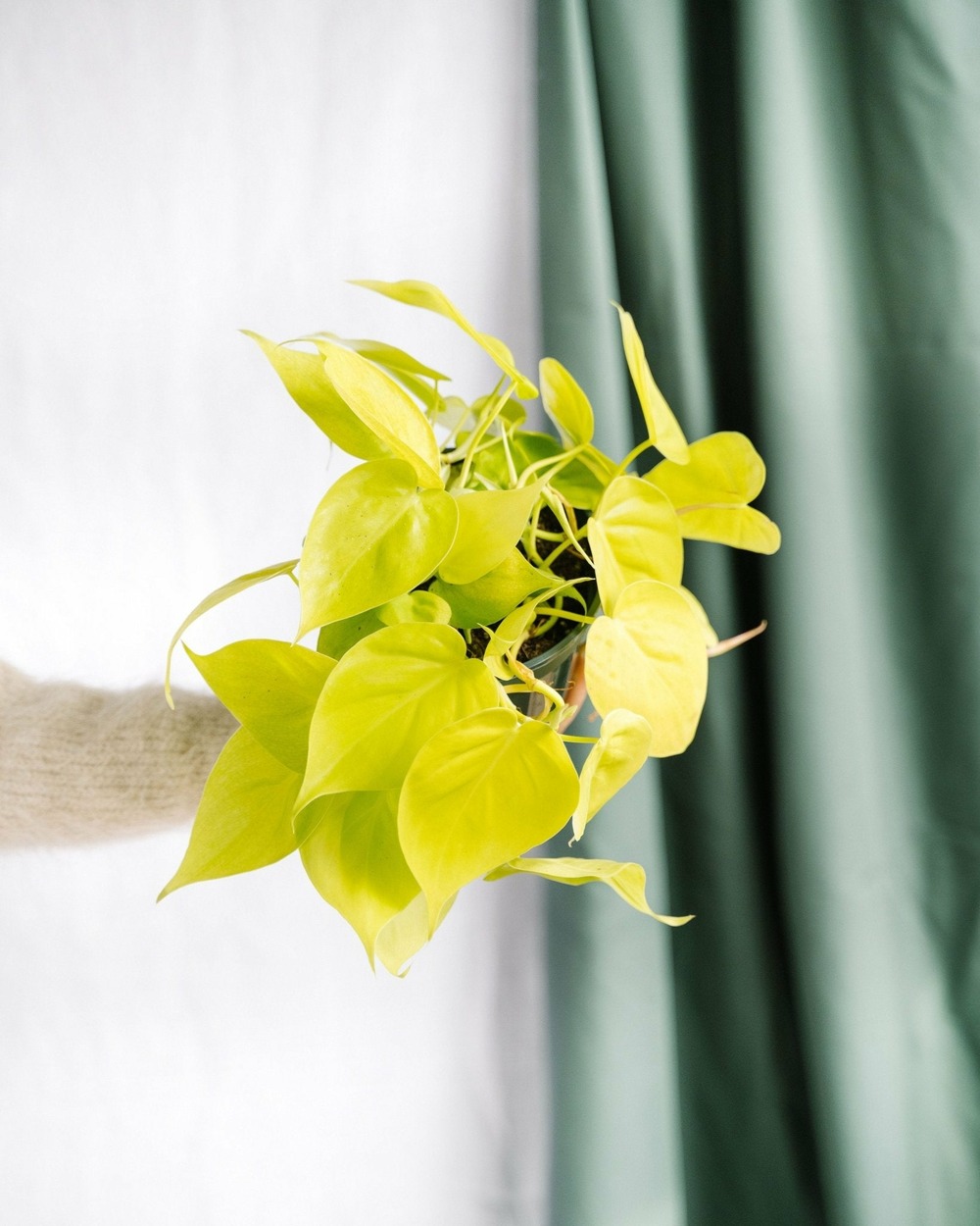 Petit philodendron lime 20cm - plante d'intérieur