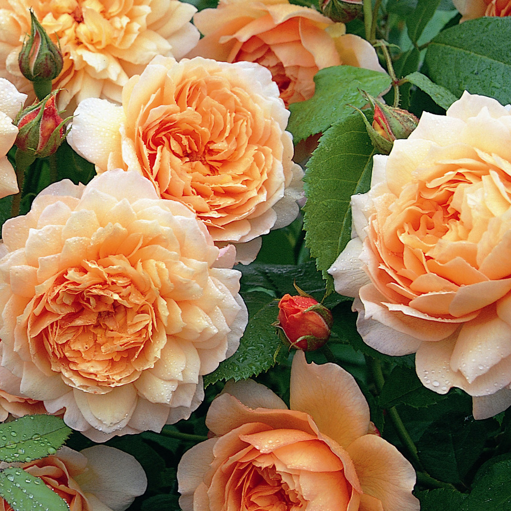 Rosier anglais 'grace' pot de 4l/5l