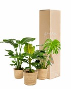 Plante d'intérieur - coffret monstera deliciosa, bananier musa, strelitzia nicolai - lot de 3 plantes, h90cm 90cm