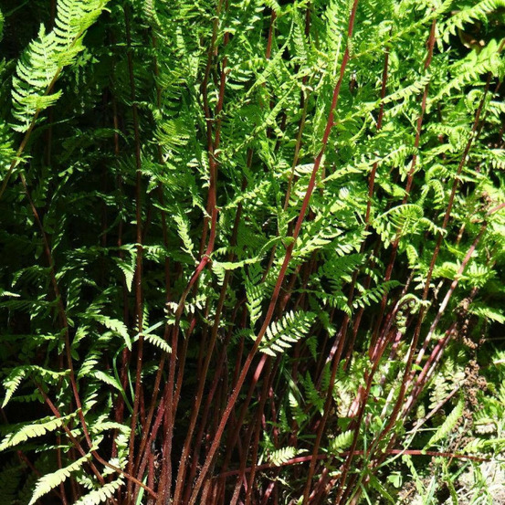 Fougère femelle à pétioles rouges lot de 9 godets