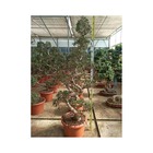 Ficus microcarpa 'compacta' taille pot de 4 litres ? 40/60 cm