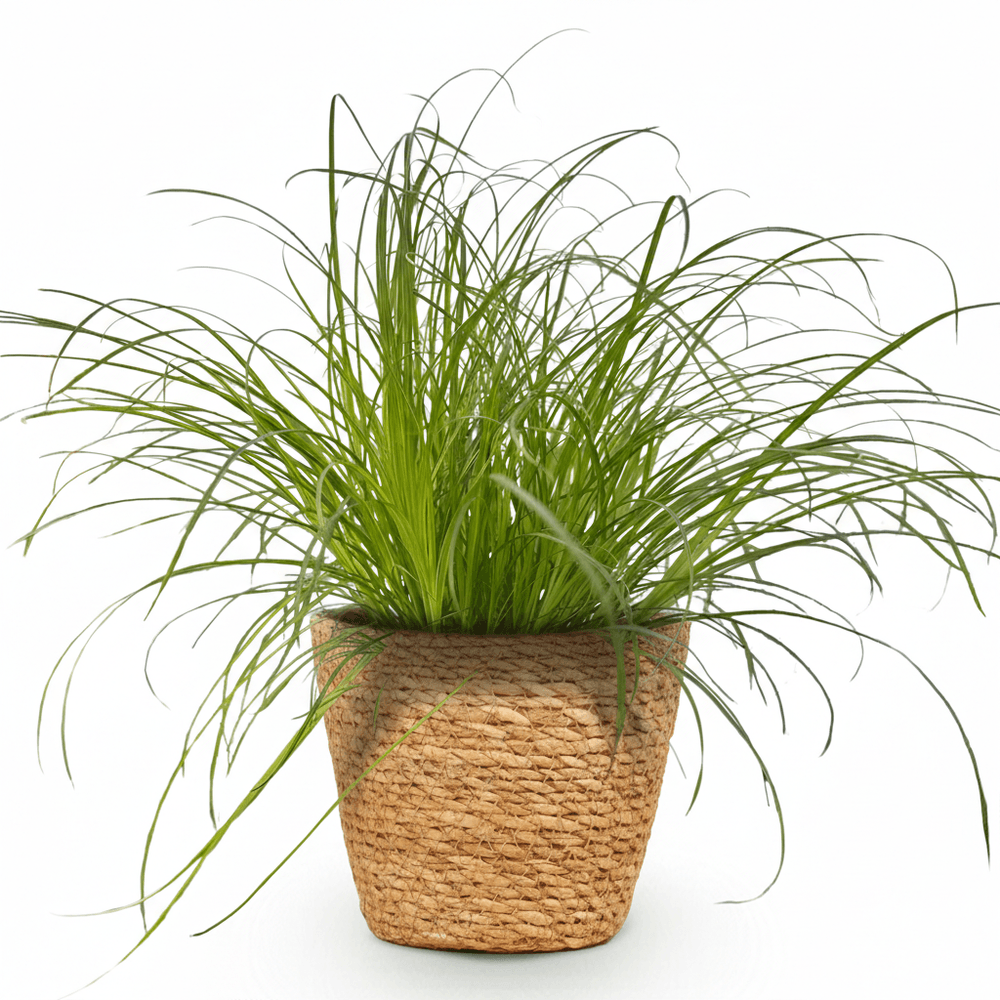 Cyperus alternifolius zumula - pet-friendly - pot de 12cm - hauteur 20cm
