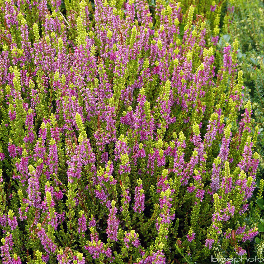 Calluna vulgaris 'wickwar flame' : c3l | Truffaut