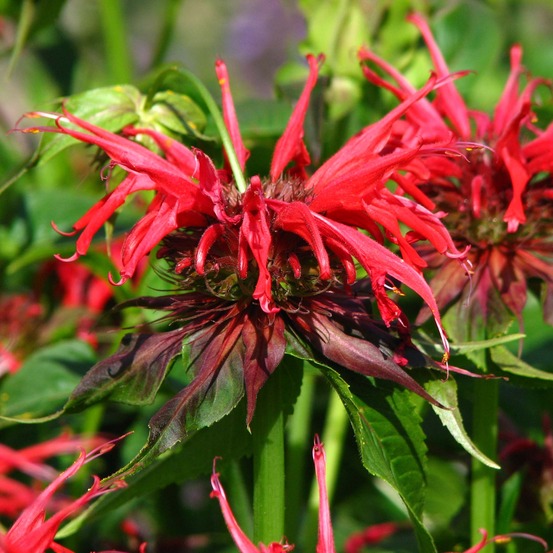 Monarde 'squaw' godet de 8/9 cm