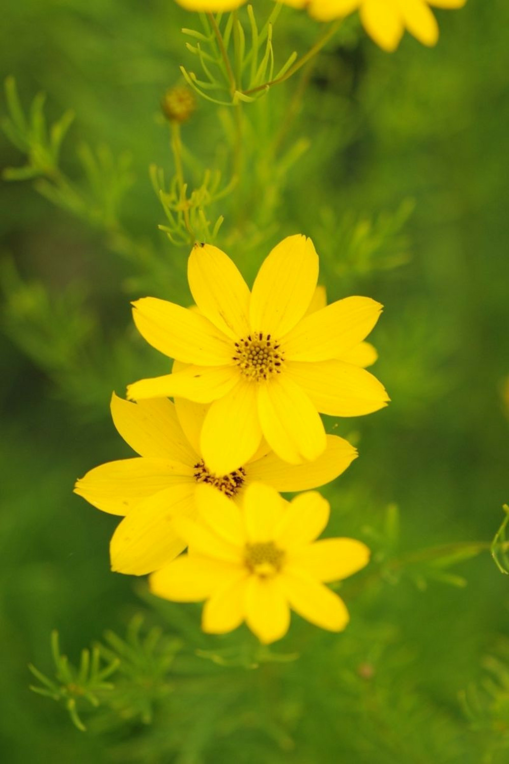 Coreopsis 'zagreb' - en pot de 3 litres