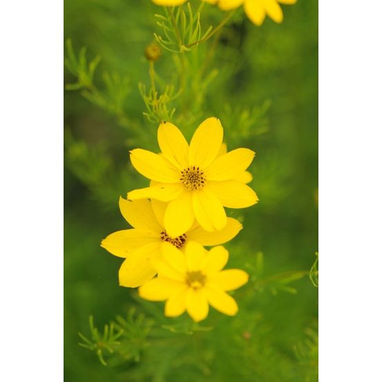 Coreopsis 'zagreb' - en pot de 3 litres
