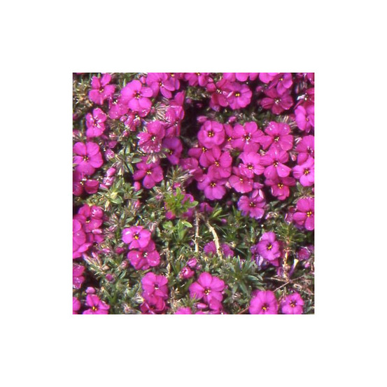 Phlox nain red admiral, phlox mousse lot de 9 godets