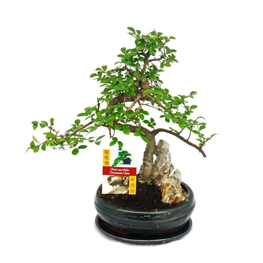 Orme chinois bonsaï - ulmus parviflora - paysage rocheux - ca. 8 ans