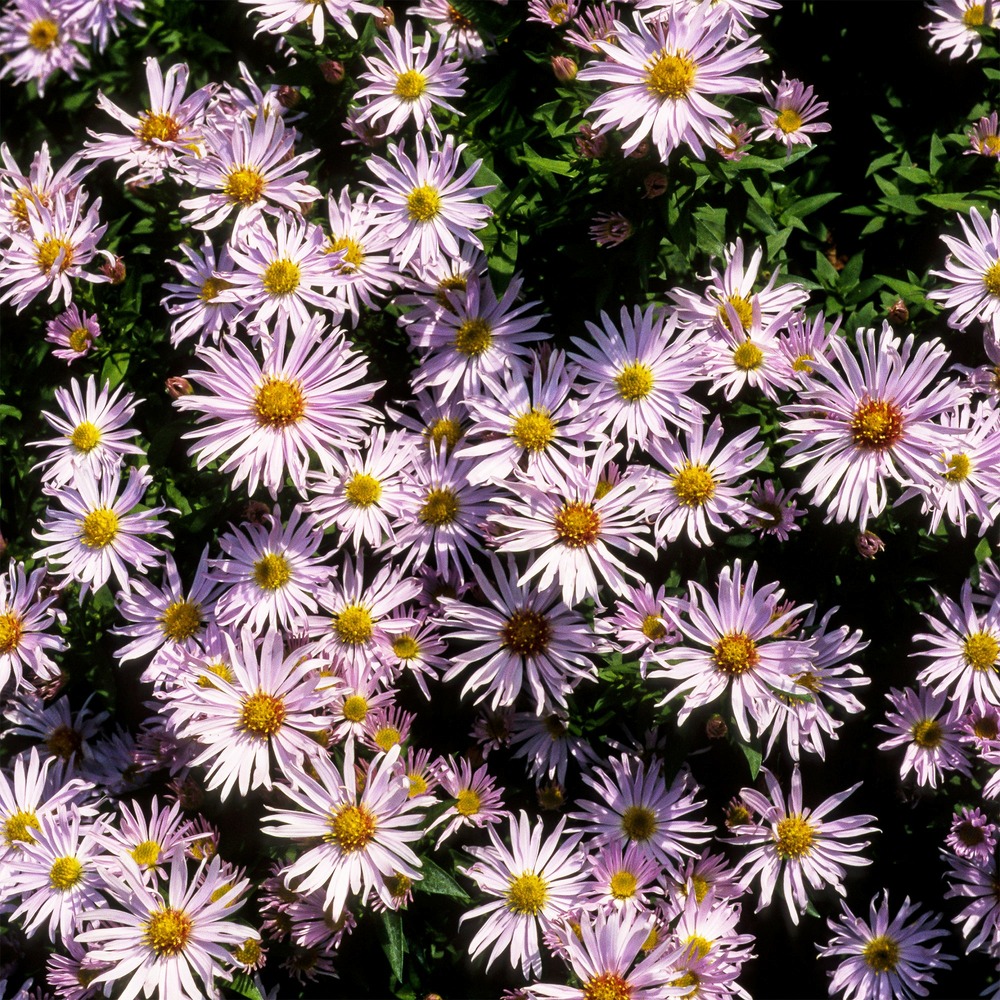 Aster nain silberblaukissen - le pot