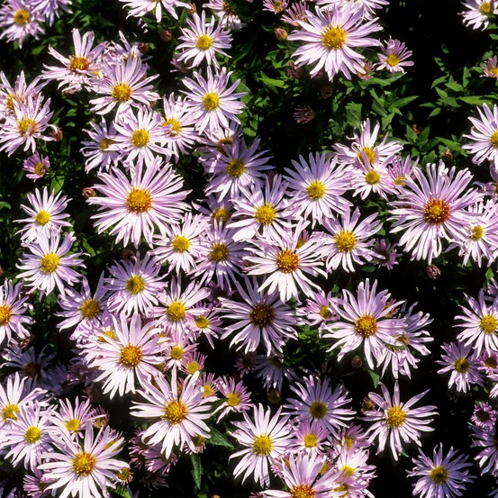 Aster nain silberblaukissen - le pot