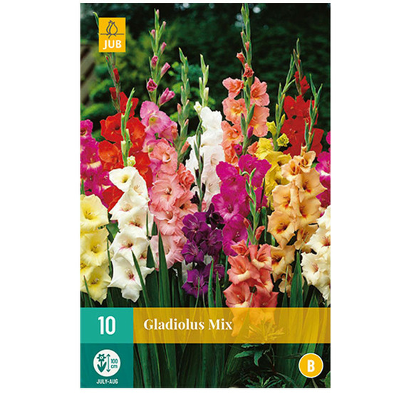 10 bulbes glaïeuls mix multicolore