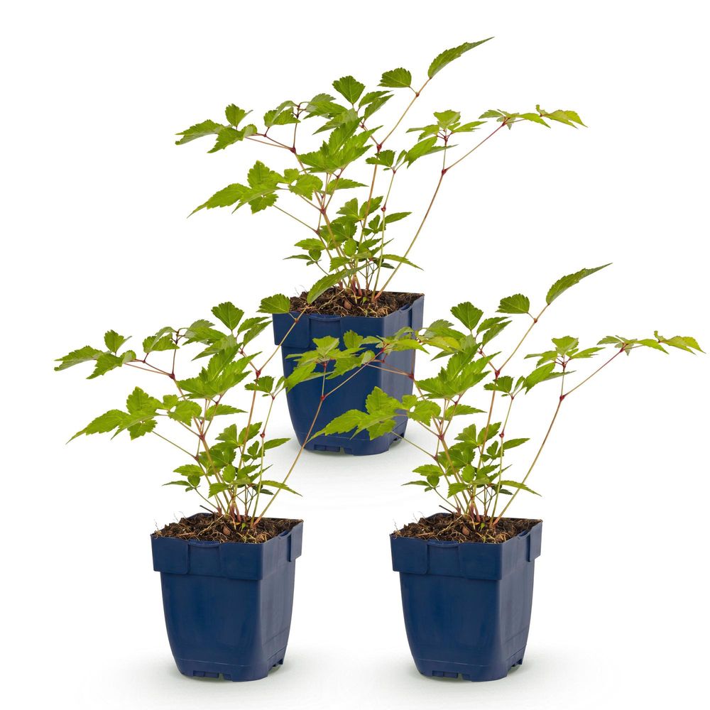 Astilbe 'europa' - lot de 3 - pot 11 cm - hauteur 25 cm