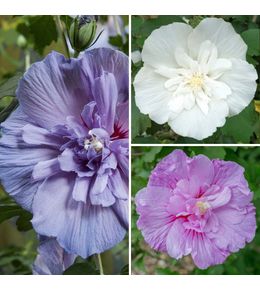 Mauve en arbre 'three sisters' pot de 6l/7l