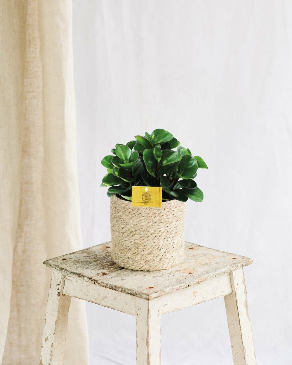 Peperomia burning bush 25cm - plante d'intérieur