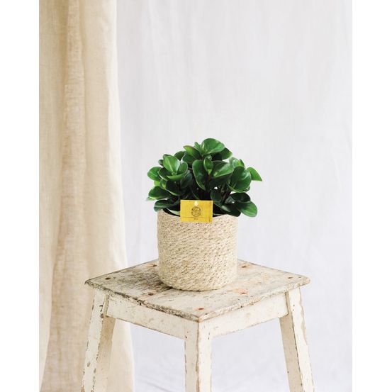 Peperomia burning bush 25cm - plante d'intérieur