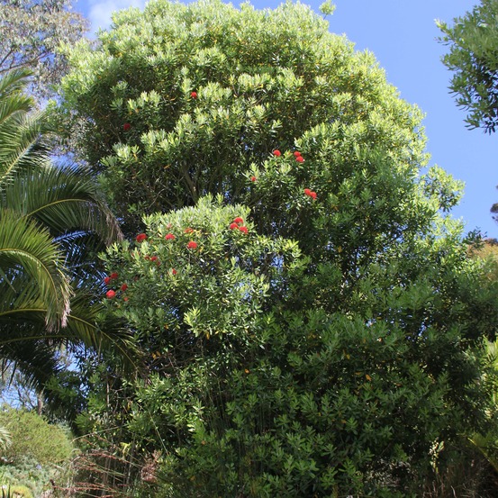 Arbre de noël de nouvelle-zélande 'mistral' pot de 4l/5l