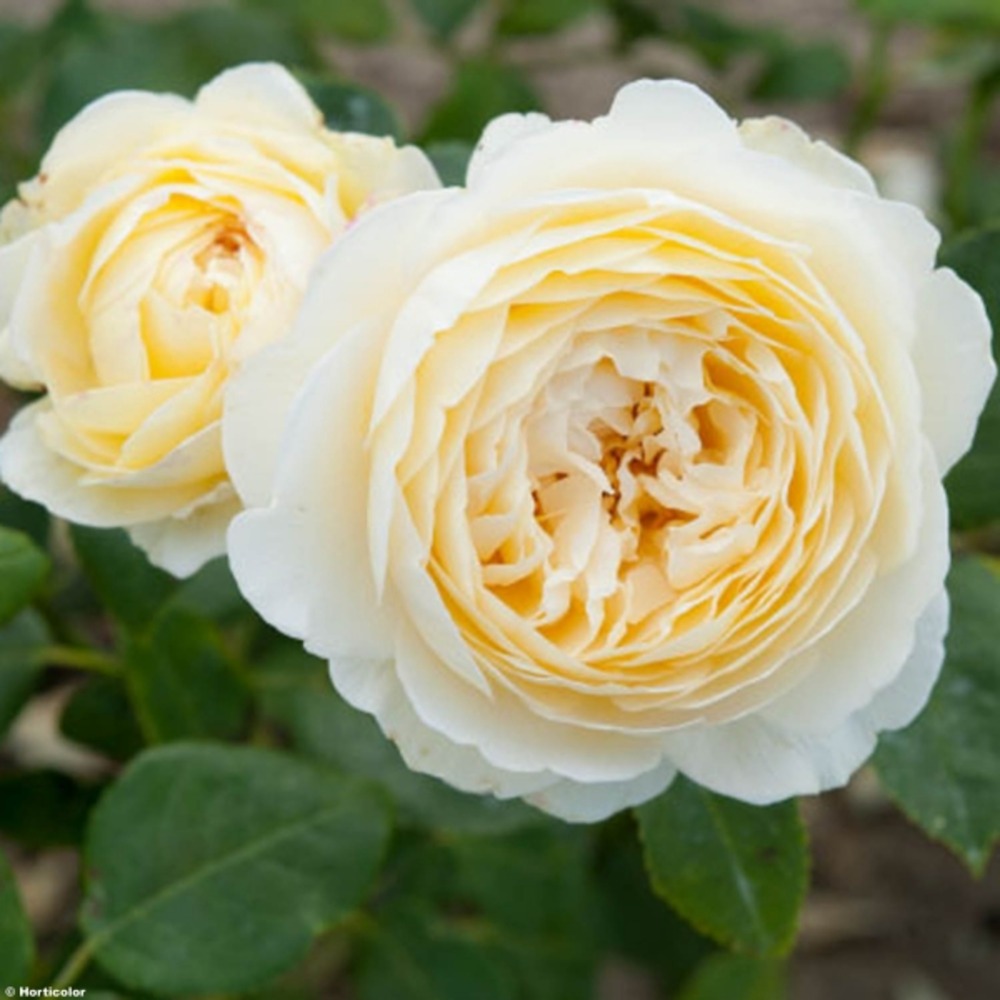 Rosier anglais 'claire austin' pot de 4l/5l