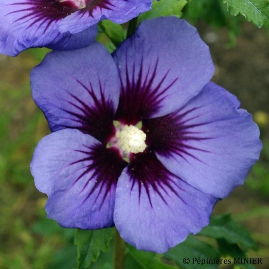 Mauve en arbre 'ultramarine® 'minultra' ' pot de 3l/4l