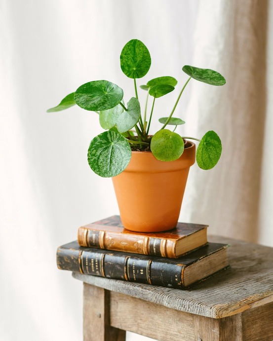 Pilea mojito cm - plante d'intérieur
