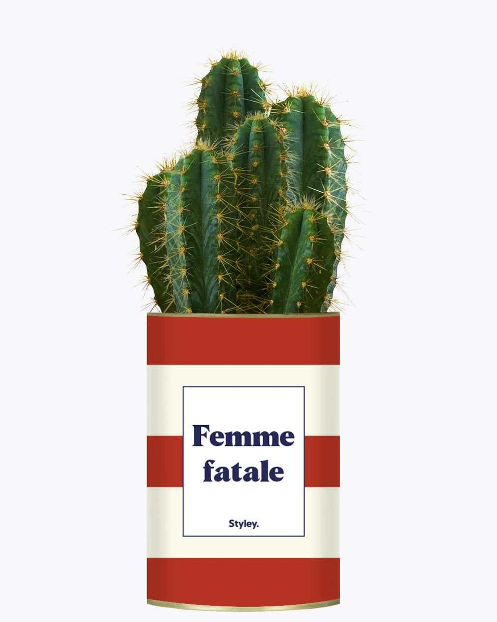 Plante personnalisée - femme fatale - cactus