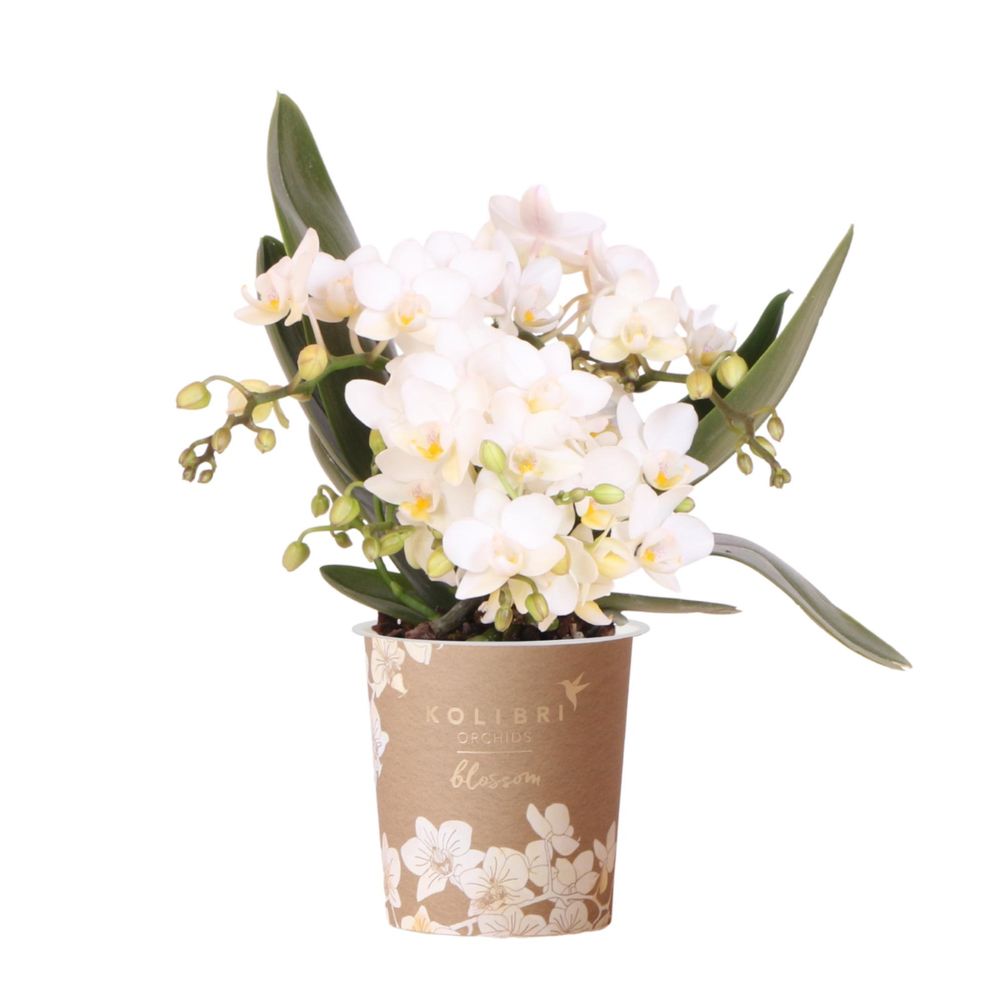 Orchidée phalaenopsis 'nazaré' blanche (phalaenopsis) - pot de 9cm - sans cache-pot - plantes d'intérieur