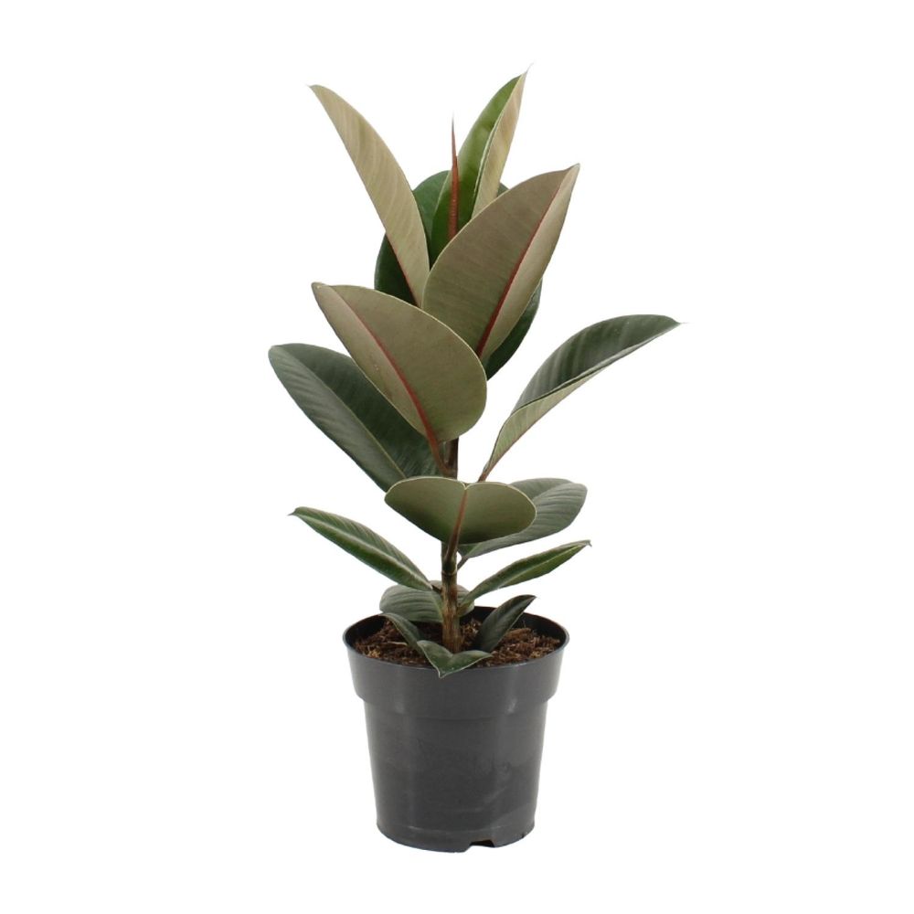 Ficus elastica robusta - ø17cm - ↕55cm - plantes d'intérieur