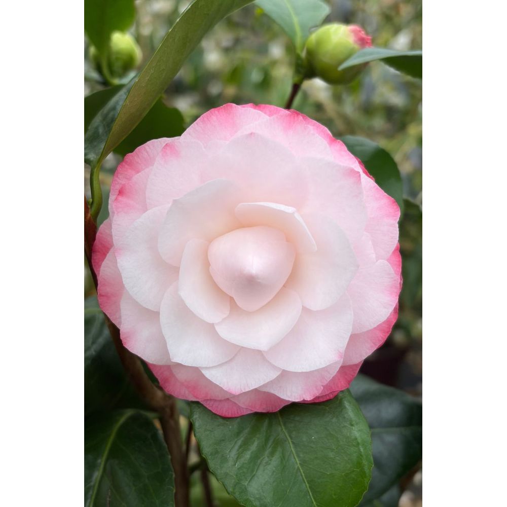 Camélia 'nuccio's pearl' - en pot de 1 litre