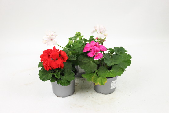 Geranium zonale pot 10,5 cm