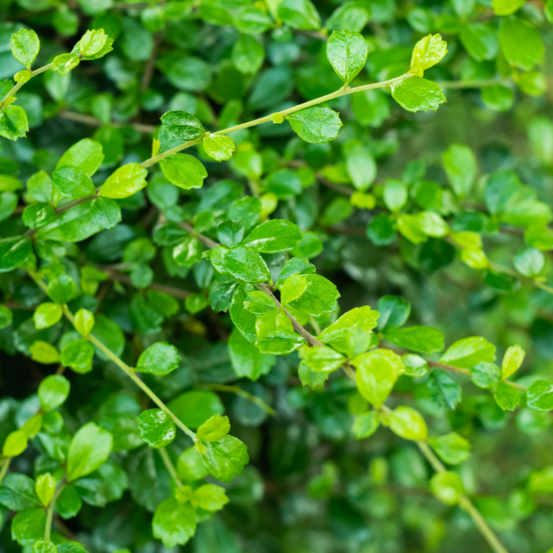 Chèvrefeuille à feuilles de buis ernest wilson - lonicera nitida ernest wilson 50cm en pot