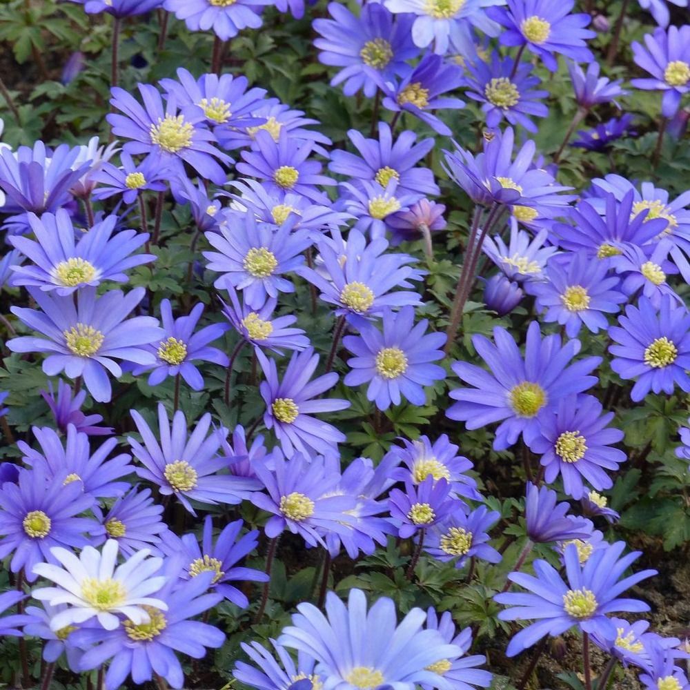 Anémone de grèce 'blue shades' bulbe calibre 5+ (par 25)