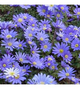 Anémone de grèce 'blue shades' bulbe calibre 5+ (par 25)